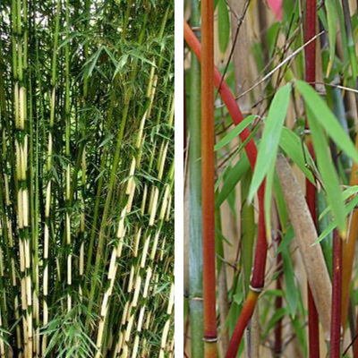 Bambou Fargesia DUO : 1 plant de Fargesia Pingwu + 1 plant de Fargesia Asian Wonder - Leaderplant