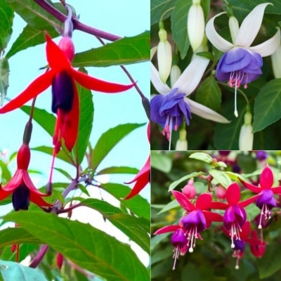 Trio de Fuchsias - Leaderplant