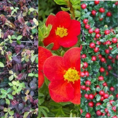 Kit couvre sols terrain argileux - 3 variétés - 1m² - Leaderplant