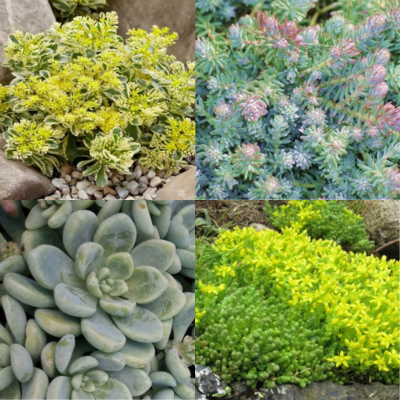 Collection de 4 Sedums - Leaderplant