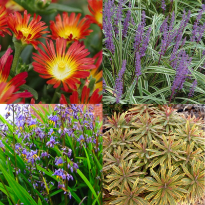 KIT Fleuri Dry & Design Garden - Leaderplant