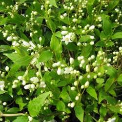 Deutzia Nikko - Leaderplant