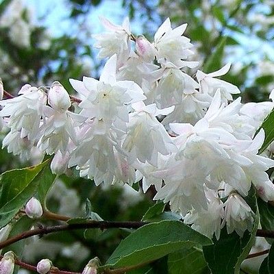 Deutzia magnifique à grandes fleurs - Leaderplant