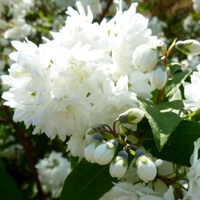 Deutzia magnifique à grandes fleurs - Leaderplant