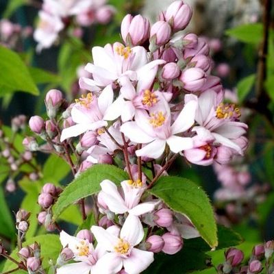 Deutzia Mont Rose - Leaderplant