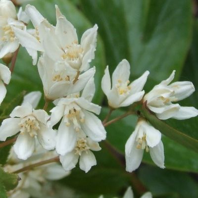 Deutzia Nikko - Leaderplant