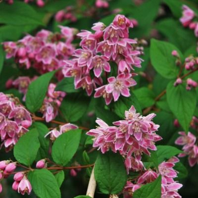 Deutzia Perle Rose - Leaderplant