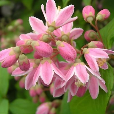 Deutzia Tourbillon Rouge - Leaderplant