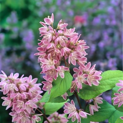 Deutzia Tourbillon Rouge - Leaderplant