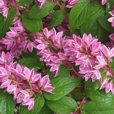 Deutzia 'Tourbillon Rouge' - Leaderplant