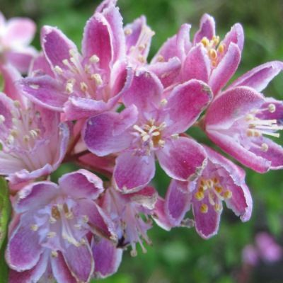 Deutzia 'Tourbillon Rouge' - Leaderplant