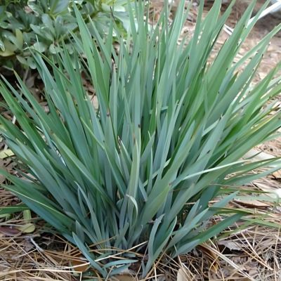 DIANELLA Baby Bliss ® - Leaderplant