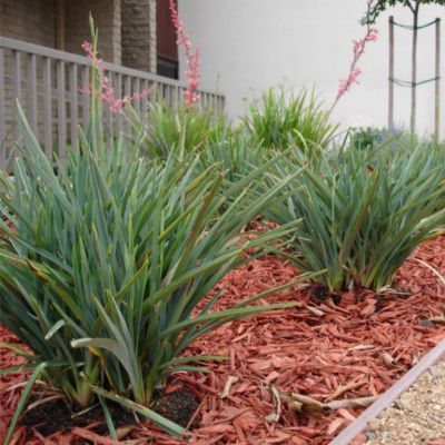 DIANELLA Baby Bliss ® - Leaderplant
