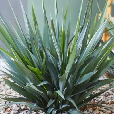 Dianella Blue Stream ® - Leaderplant