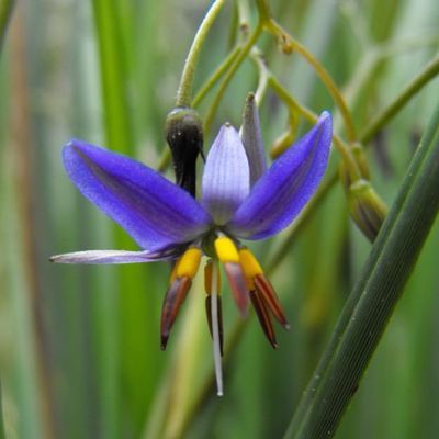 Dianella Blue Stream ® - Leaderplant