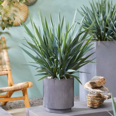 Dianella Blue Stream ® - Leaderplant