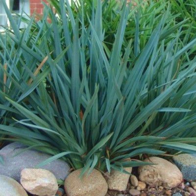Dianella Cassa Blue - Leaderplant