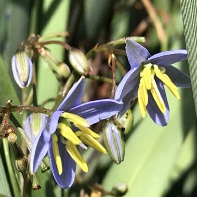 Dianella Cassa Blue - Leaderplant