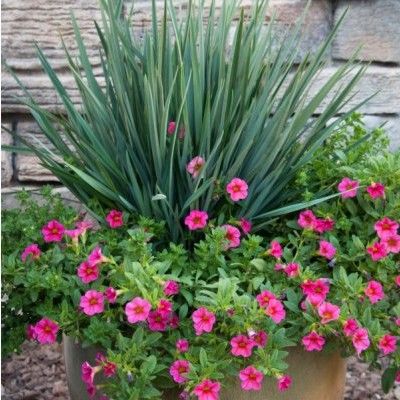 Dianella Cassa Blue - Leaderplant