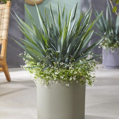 DIANELLA Clarity Blue ® - Leaderplant