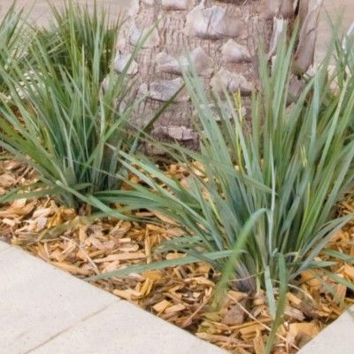 Dianella Coolvista ® - Leaderplant