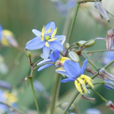 Dianella Coolvista ® - Leaderplant