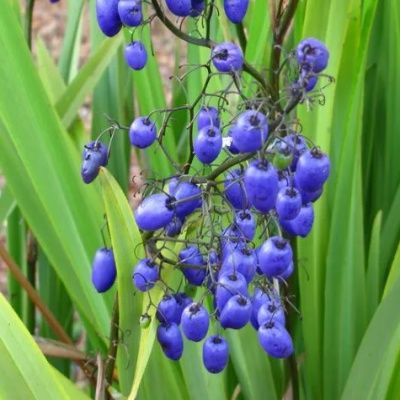 Dianella Coolvista ® - Leaderplant