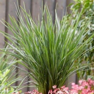 Dianella Coolvista ® - Leaderplant