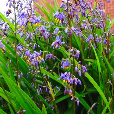 Dianella Little Jess ® - Leaderplant