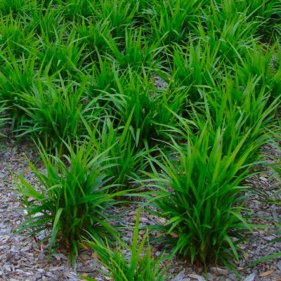 Dianella Little Jess ® - Leaderplant