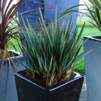 Dianella Little Rev ® - Leaderplant