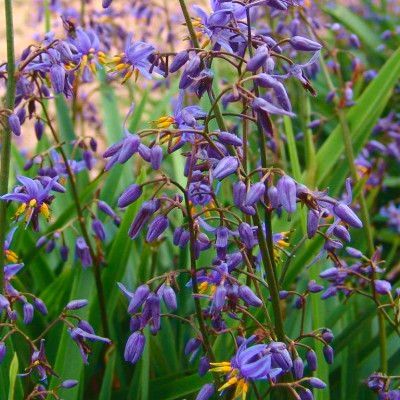 Dianella Little Rev ® - Leaderplant