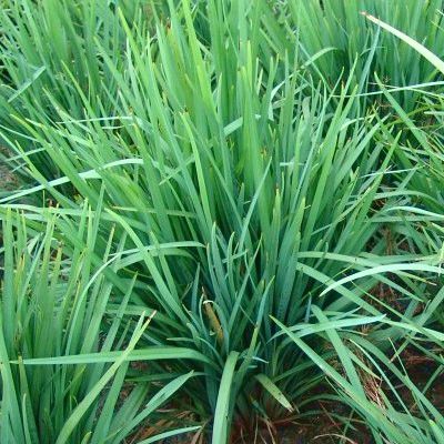 Dianella Little Rev ® - Leaderplant