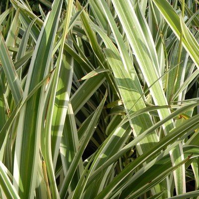 Dianella panaché - Leaderplant
