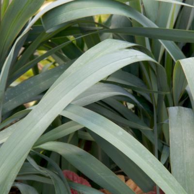 DIANELLA Clarity Blue ® - Leaderplant