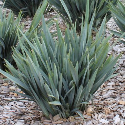 DIANELLA Clarity Blue ® - Leaderplant