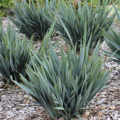 DIANELLA Clarity Blue ® - Leaderplant