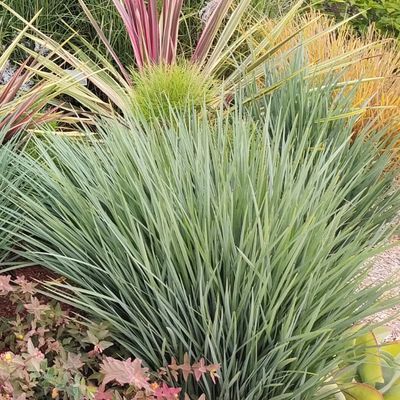 Dianella Coolvista ® - Leaderplant