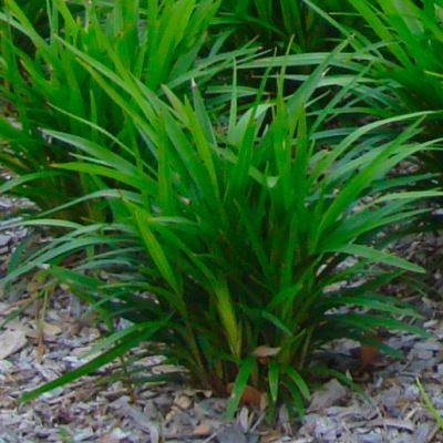 Dianella Little Jess ® - Leaderplant