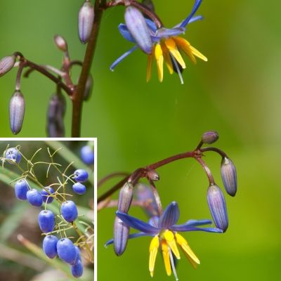 Dianella panaché - Leaderplant