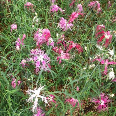 Oeillet de Chine Dancing Geisha - Leaderplant