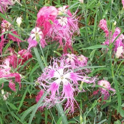 Oeillet de Chine Dancing Geisha - Leaderplant