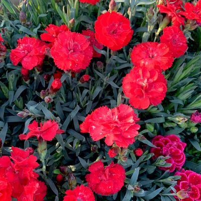 Oeillet mignardise David - Rouge  - Leaderplant