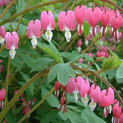 Coeur de Marie - Dicentra - Leaderplant