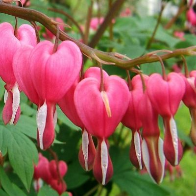 Coeur de Marie - Dicentra - Leaderplant