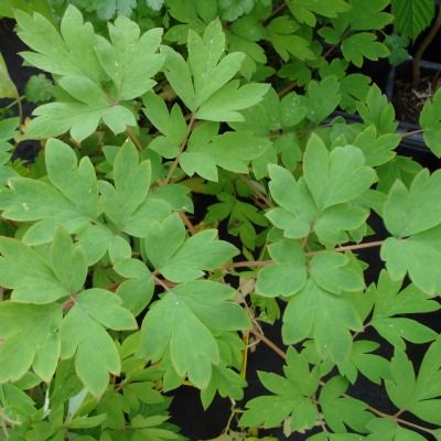 Coeur de Marie - Dicentra - Leaderplant