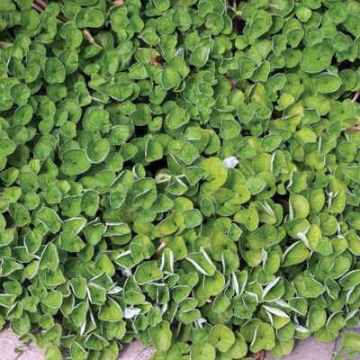Dichondra rampant - Leaderplant