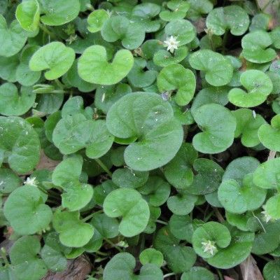Dichondra rampant - Leaderplant
