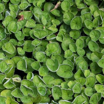 Dichondra rampant - Leaderplant