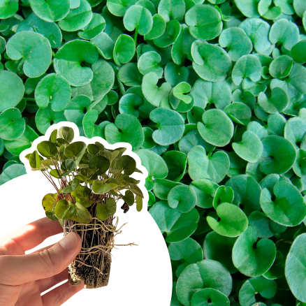 Dichondra Rampant en mini-motte  - Leaderplant